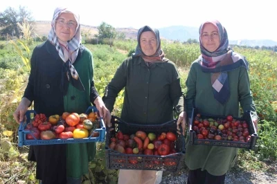 Bu bahçede 55 çeşit domates, 22 çeşit biber üretiliyor
