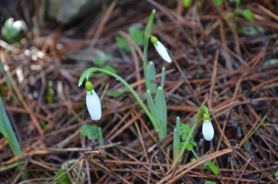 Bu &ccedil;i&ccedil;eği koparmanın bedeli dudak u&ccedil;uklatıyor

