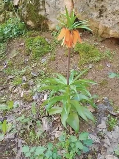 Bu &ccedil;i&ccedil;eği koparmanın cezası ikinci el araba fiyatını ge&ccedil;iyor
