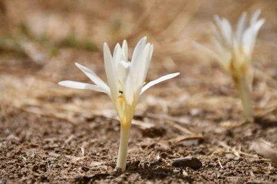 Bu çiçekler açınca yaylayı terk ediyorlar
