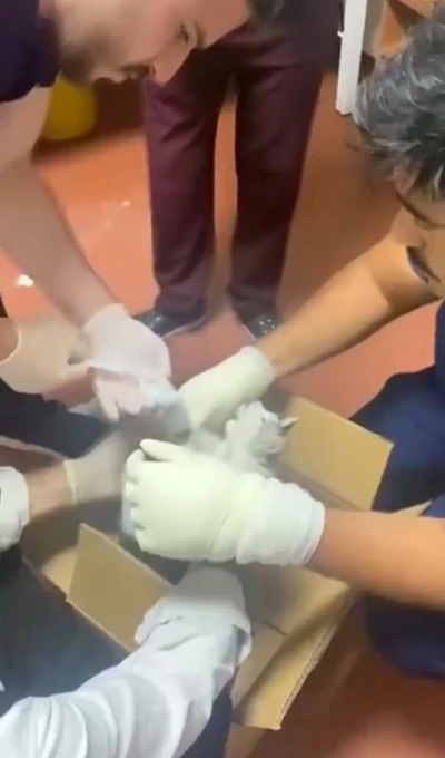 Bu kez hastaya değil, kediye m&uuml;dahale
