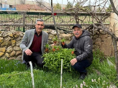 Bu laleleri g&ouml;zleri gibi koruyorlar
