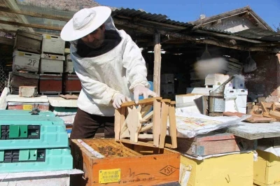 Bu se&ccedil;imde kazananı &rsquo;arılar&rsquo; belirleyecek
