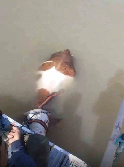Bu sefer balık değil tosun yakaladılar
