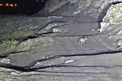 Budaklı kaplıcaları için vahşi hayvan uyarısı
