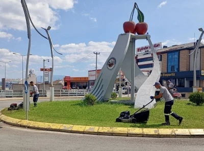 Budanan ot ve ağaç dalları mantar üretiminde kullanılıyor
