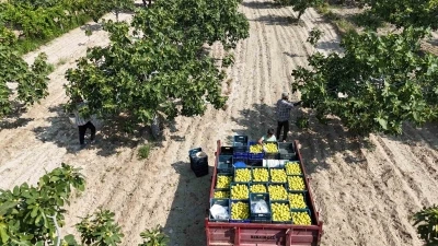 Buharkent’in damak çatlatan lezzeti taze incir, sofralarda yerini aldı
