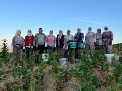 Buldan’da kekik ve tütün üreticilerinin yüzü gülüyor
