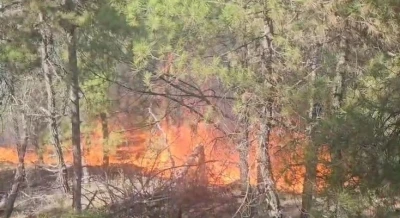 Buldan’da ormanlık alanda yangın çıktı
