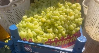 Buldan’da üzüm bağlarında hasat başladı
