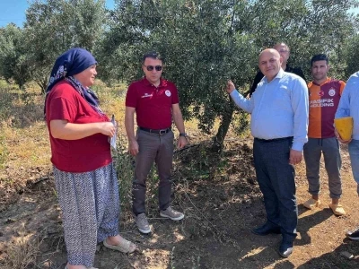 Buldan&rsquo;da zeytin sineğine karşı fenomen tuzak dağıtıldı
