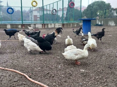 Buldan Gen&ccedil;lik Merkezinde mini hayvanat bah&ccedil;esi kuruldu

