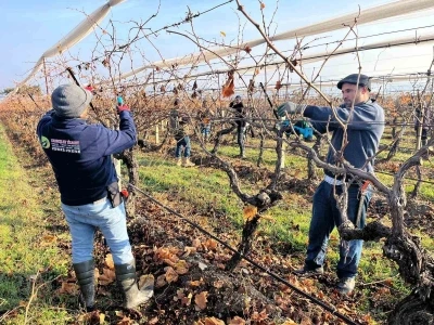 Buldan&rsquo;ın tescilli &uuml;z&uuml;mlerinin yetiştiği asmalar yeni sezona hazırlanıyor
