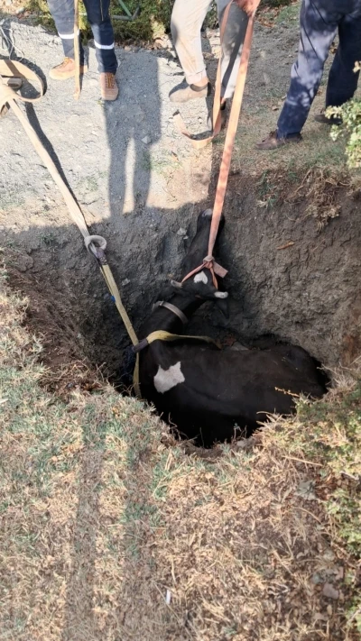 Burdur’da kuyuya düşen inek 2 saatlik çalışmayla kurtarıldı
