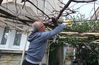 Burhaniye&rsquo;de asmalarda budama sezonu başladı
