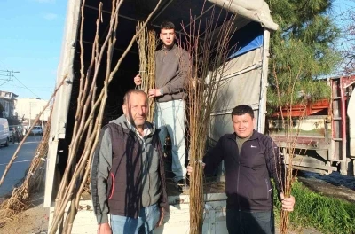 Burhaniye&rsquo;de meyvecilik gelişiyor

