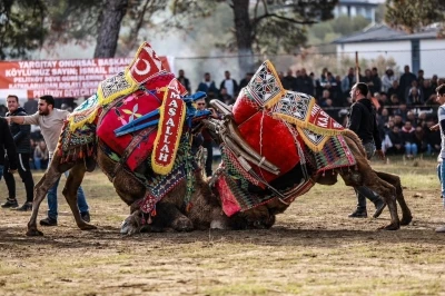 Burhaniye&rsquo; de Pazar g&uuml;n&uuml; deve g&uuml;reşi yapılacak

