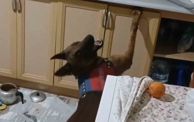 Burnuyla kokladı, patisiyle uyuşturucuların yerini g&ouml;sterdi
