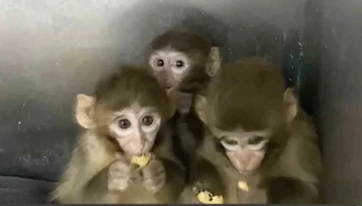 Bursa&rsquo;da 3 makak maymunu koruma altına alındı
