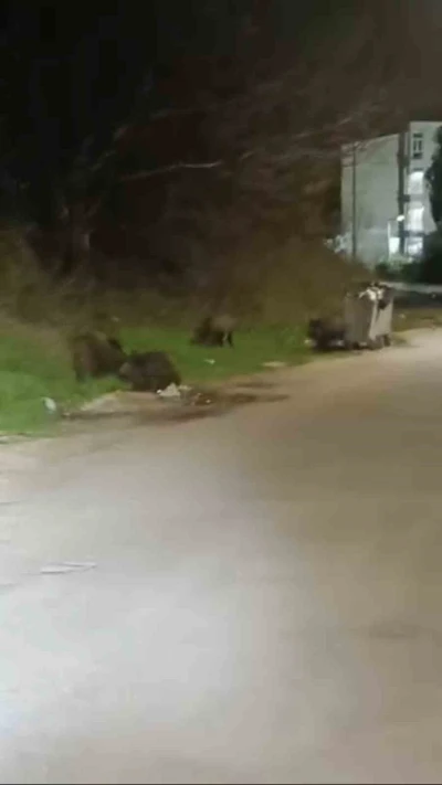Bursa&rsquo;da a&ccedil; kalan domuz s&uuml;r&uuml;s&uuml; şehre indi
