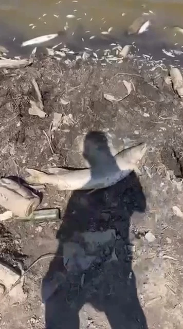 Bursa’da acı tablo, yüzlerce balık kıyıya vurdu
