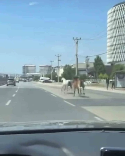 Bursa&rsquo;da başıboş atlar trafiği tehlikeye attı
