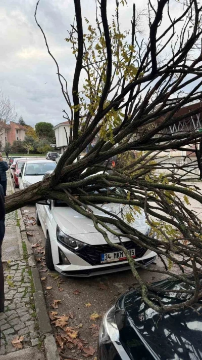 Bursa’da devrilen ağaç korku dolu anlar yaşattı
