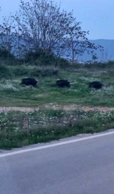 Bursa&rsquo;da domuzlar şehir i&ccedil;inde g&ouml;r&uuml;nt&uuml;lendi

