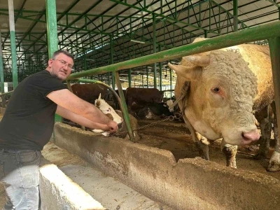 Bursa&rsquo;da kurban hareketliliği: Tonluk boğayı 400 bin liraya sattı
