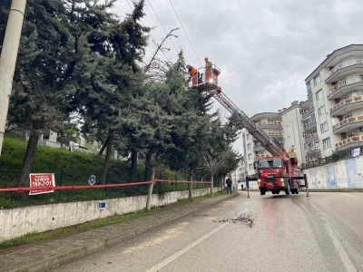 Bursa&rsquo;da lodos ağacı devirdi, elektrik hatları zarar g&ouml;rd&uuml;
