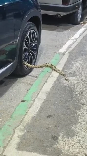 Bursa’da otomobilin jantından yılan çıktı
