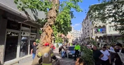 Bursa&rsquo;da seyir halindeki ara&ccedil;ların &uuml;zerine ağa&ccedil; devrildi: 1 kişi yaralandı
