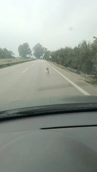 Bursa’da yağmura aldırış etmeden koşan köpek yürekleri burktu
