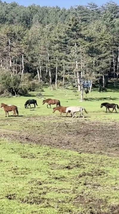 Bursa&rsquo;da yılkı atlarının &ouml;zg&uuml;rl&uuml;k gezisi
