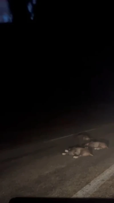 Bursa’da yola atlayan domuz sürüsü telef oldu
