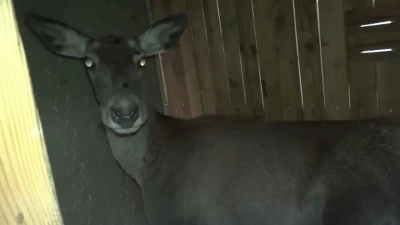 Bursa’daki 3 kızıl geyik, doğal yaşam alanına kavuştu
