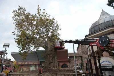 Bursa’nın asırlık çınarı koruma altına alındı
