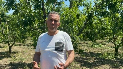 Bursa Ovası&rsquo;nda dallarda &uuml;z&uuml;m salkımı gibi nektarin olunca "tekleme" uzun s&uuml;rd&uuml;
