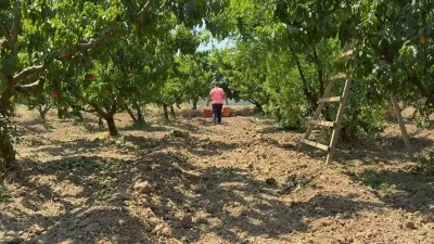 Bursa şeftalisinde hasat başladı
