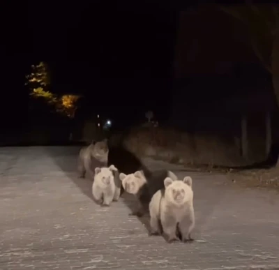 Bursa Uludağ Milli Parkı’nda ilginç karşılaşma
