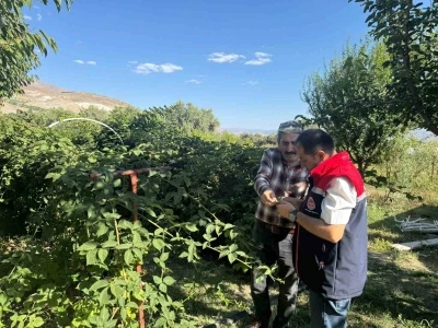 Büyük Çakırman köyündeki böğürtlen üretimi yerinde incelendi
