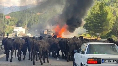 Büyükbaş hayvan yüklü tır alev alev yandı
