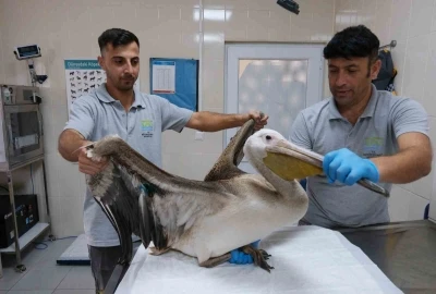 Büyükçekmece’de göç yolculuğunda yaralanan pelikana ilk müdahale yapıldı
