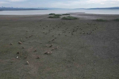 Büyükçekmece’de gölün büyük kısmı kurudu, koyunlar otlamaya başladı
