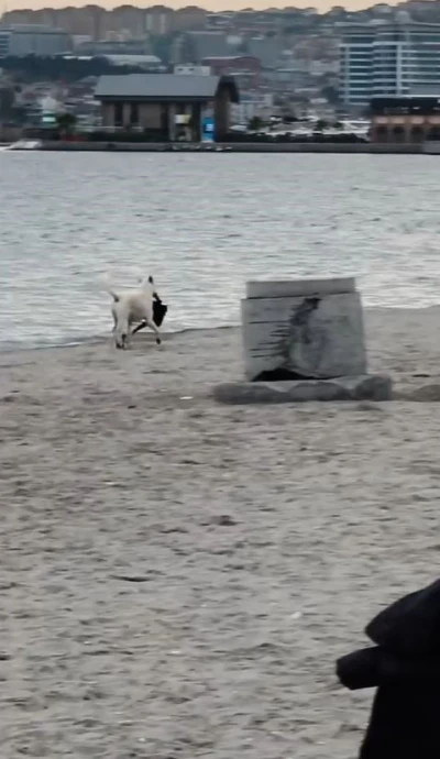 Büyükçekmece’de kapkaççı köpek kameraya yansıdı
