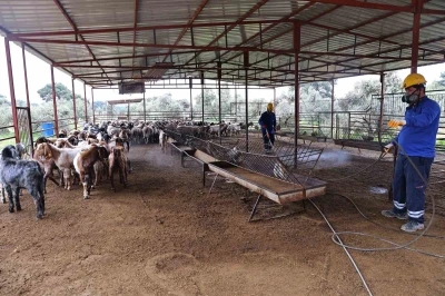 B&uuml;y&uuml;kşehir&rsquo;den ahırlarda karasineğe karşı m&uuml;cadele
