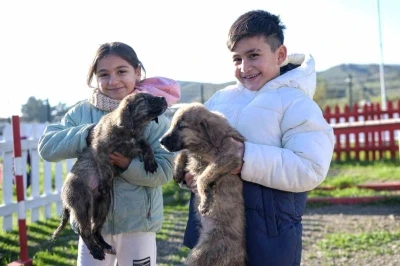 B&uuml;y&uuml;kşehir&rsquo;den Dikili&rsquo;ye tam teşekk&uuml;ll&uuml; sokak hayvanları kamp&uuml;s&uuml;
