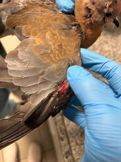 B&uuml;y&uuml;kşehir ekipleri t&uuml;m canlılar i&ccedil;in aynı &ouml;zveriyle &ccedil;alışıyor
