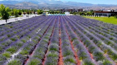 B&uuml;y&uuml;kşehirin lavanta bah&ccedil;esi, Erciyes manzarasıyla ziyaret&ccedil;ilerini b&uuml;y&uuml;l&uuml;yor
