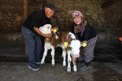 Buzağılarına hayranı oldukları şarkıcının ismini verdiler: &lsquo;Yıldız&rsquo; ve &lsquo;Tilbe&rsquo;
